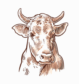 about-cow