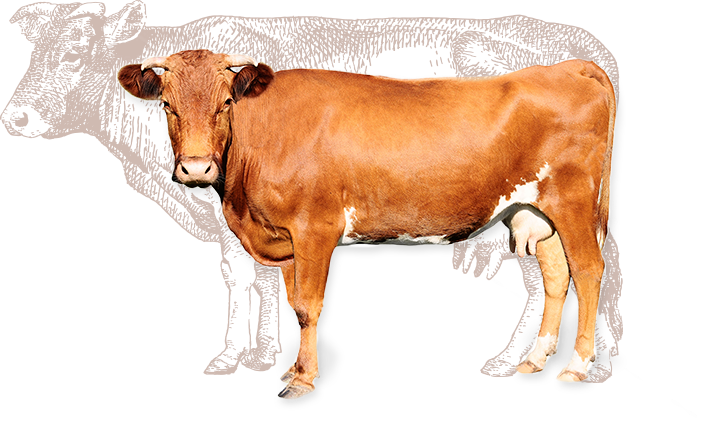 cow