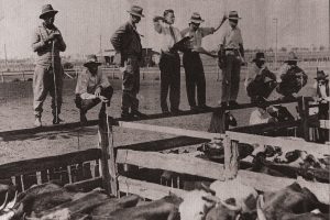 Dalby Cattle Sale - 1930's