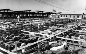 Saleyards March 1960